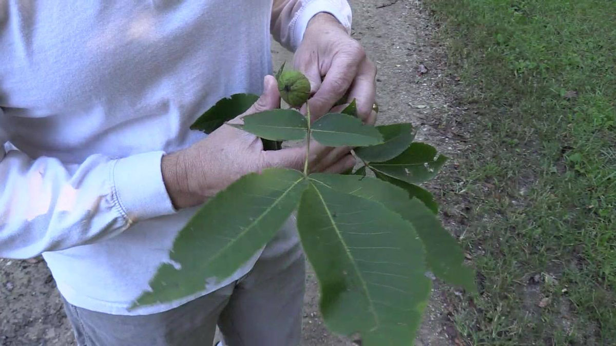 Tree ID - Pignut Hickory